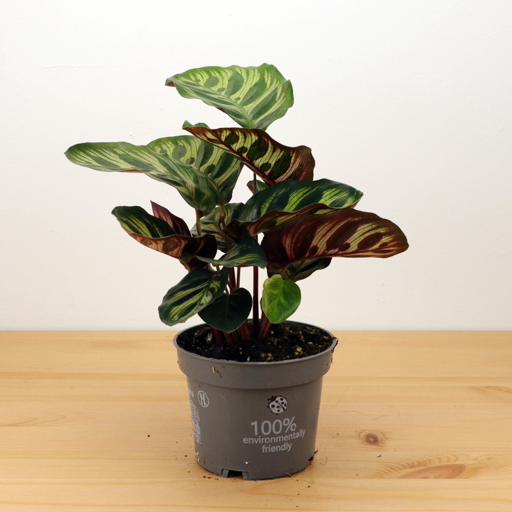 Planten Calathea makoyana - Ø12