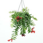 Planten Aeschynanthus caroline - Ø15