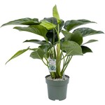 Planten Philodendron green beauty - Ø27