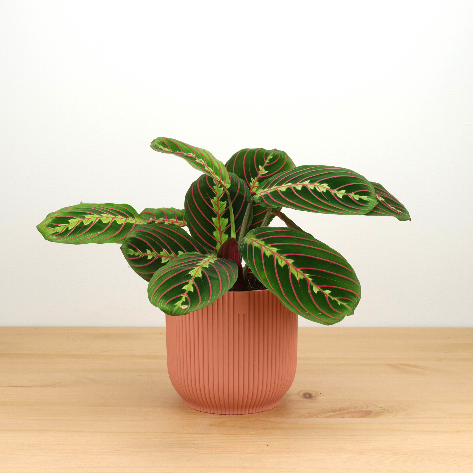 Elho Vibes roze - Ø13