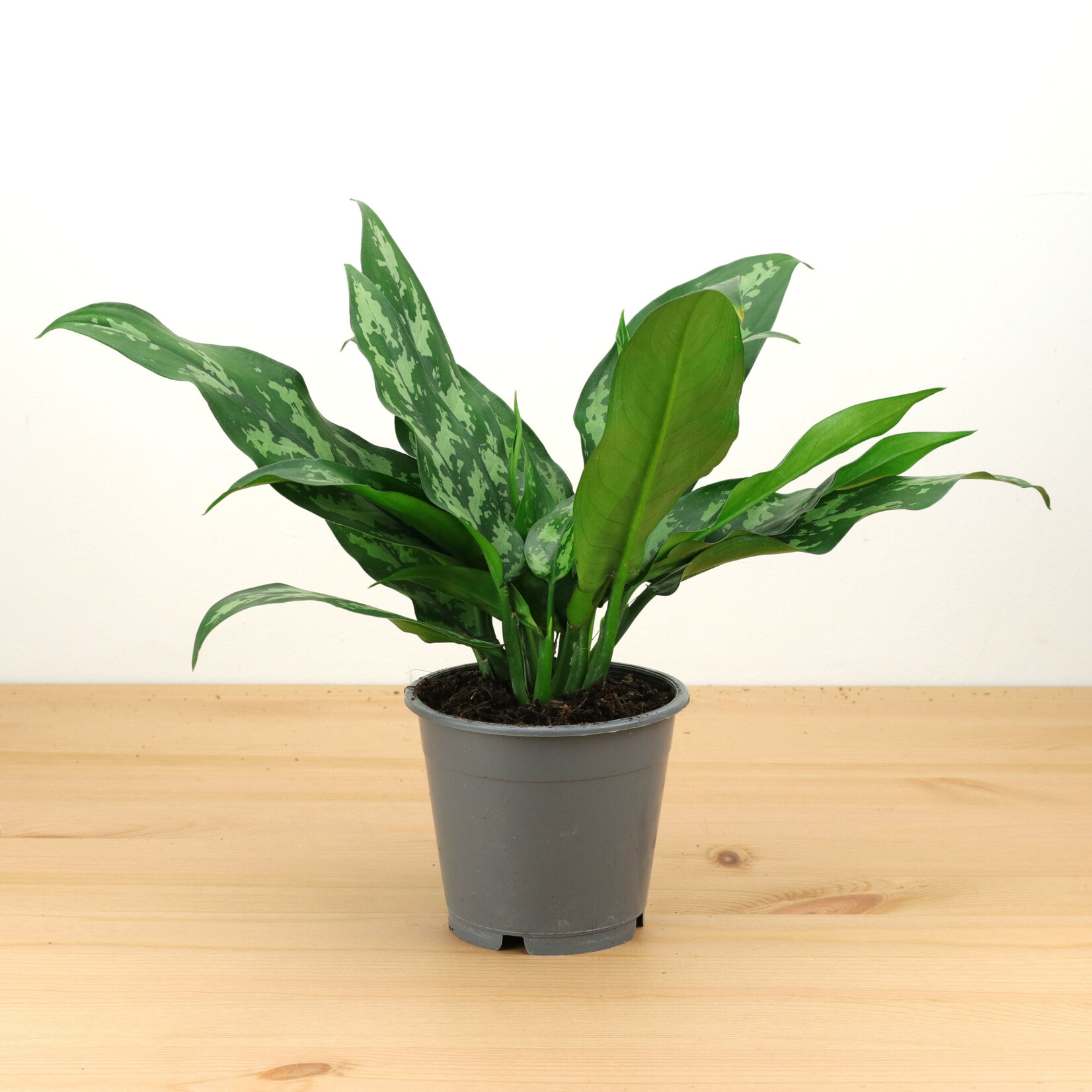Planten Aglaonema maria - Ø12