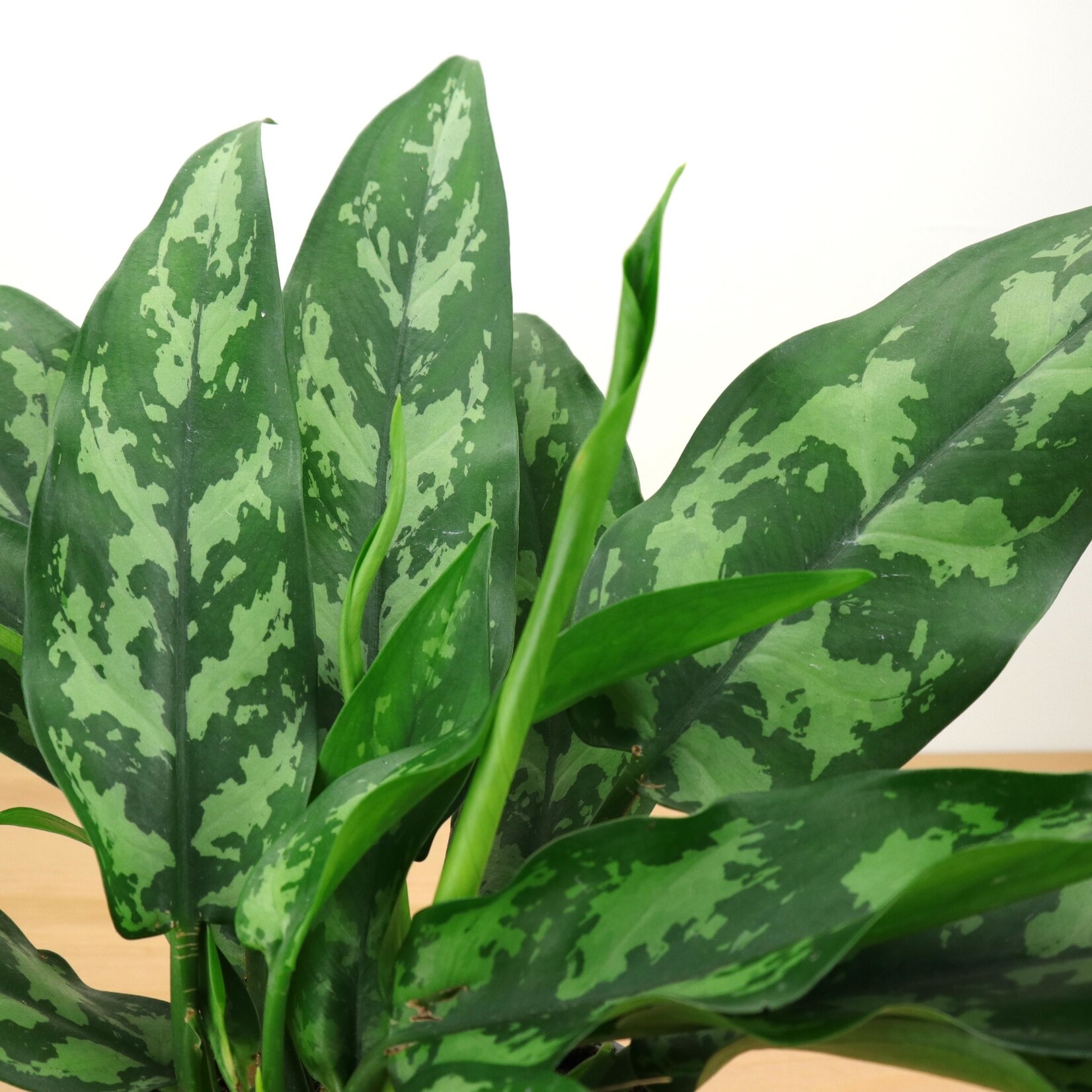 Planten Aglaonema maria - Ø12