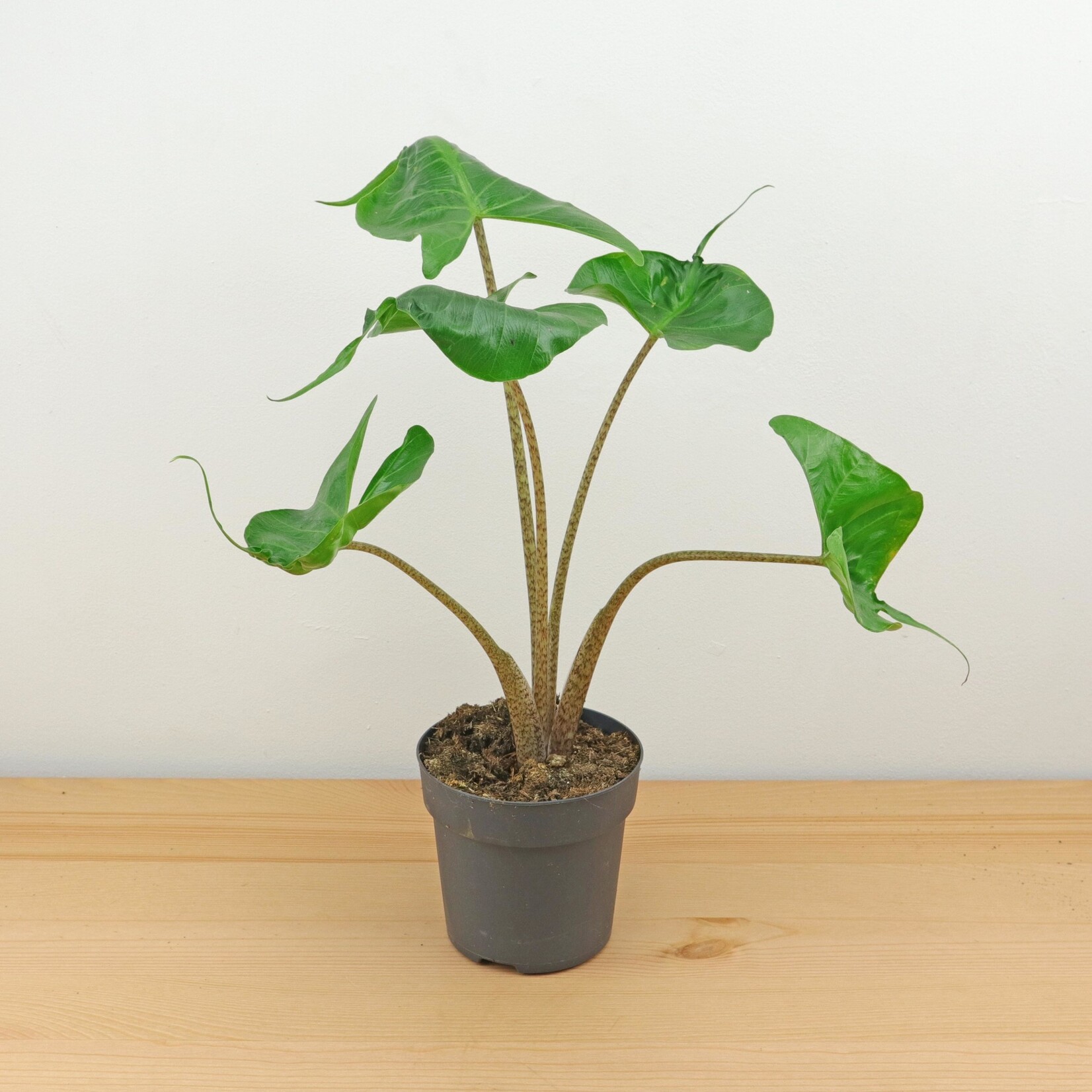 Planten Alocasia stingray - Ø12