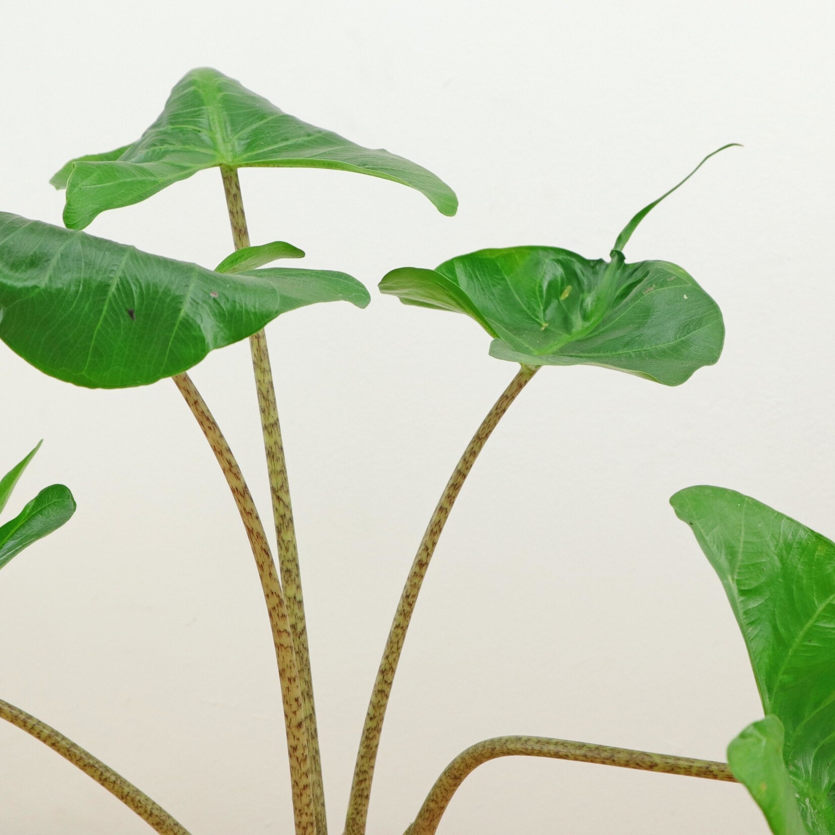 Planten Alocasia stingray - Ø12
