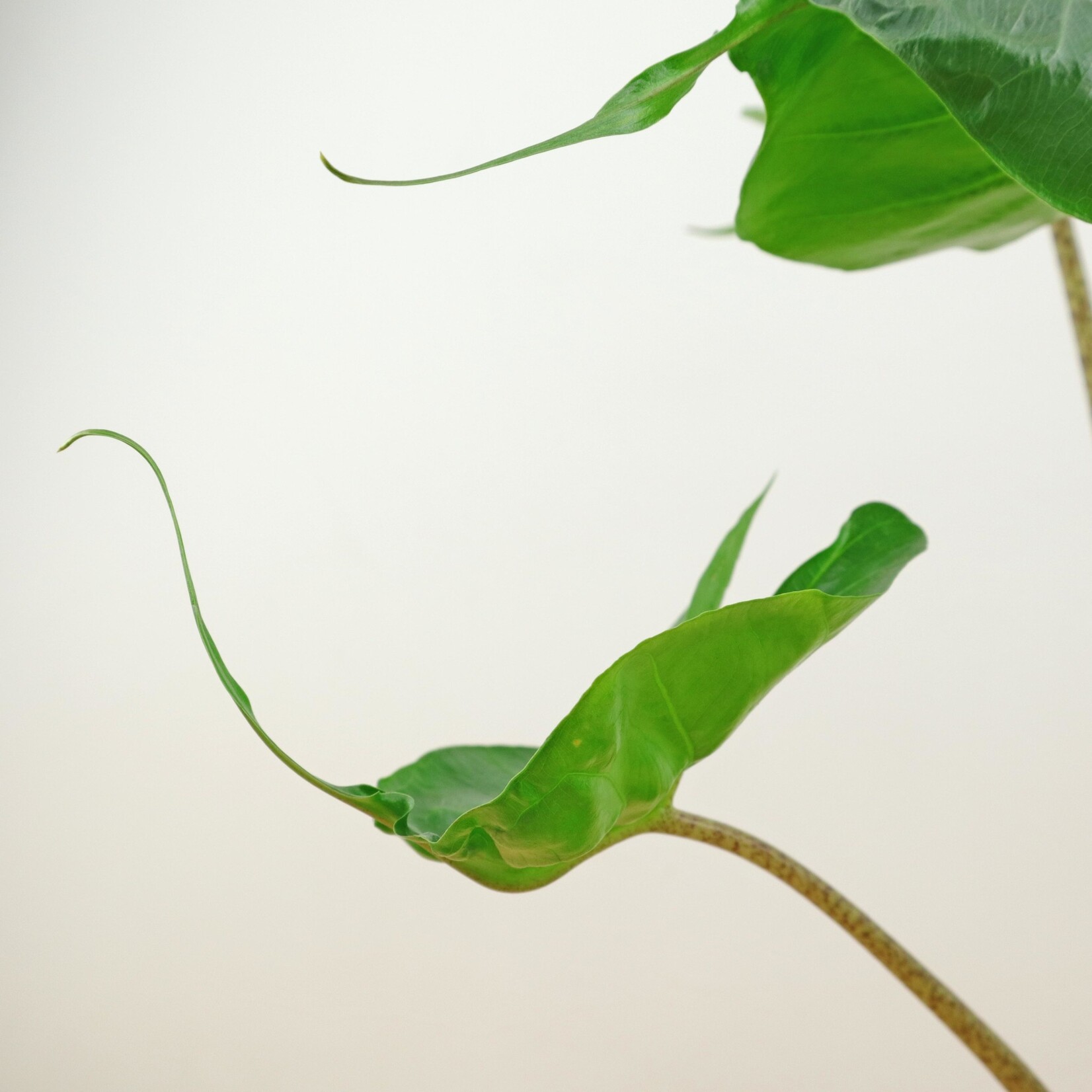 Planten Alocasia stingray - Ø12