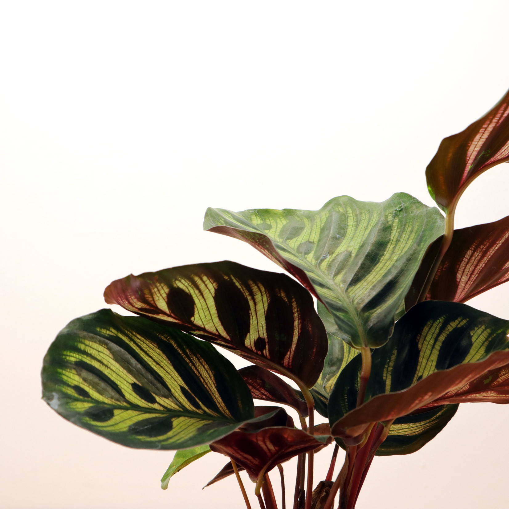 Planten Calathea makoyana - Ø12