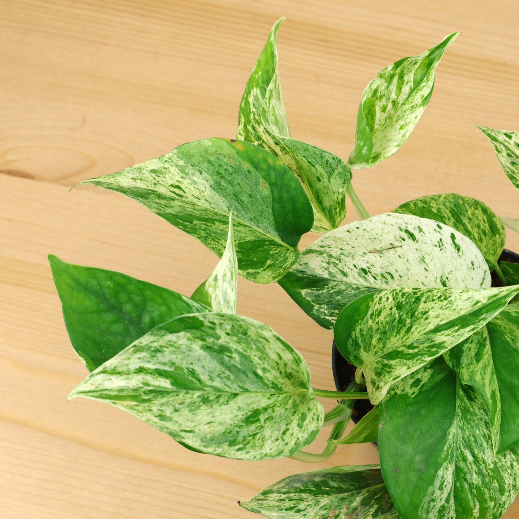 Planten Epipremnum marble queen - Ø12