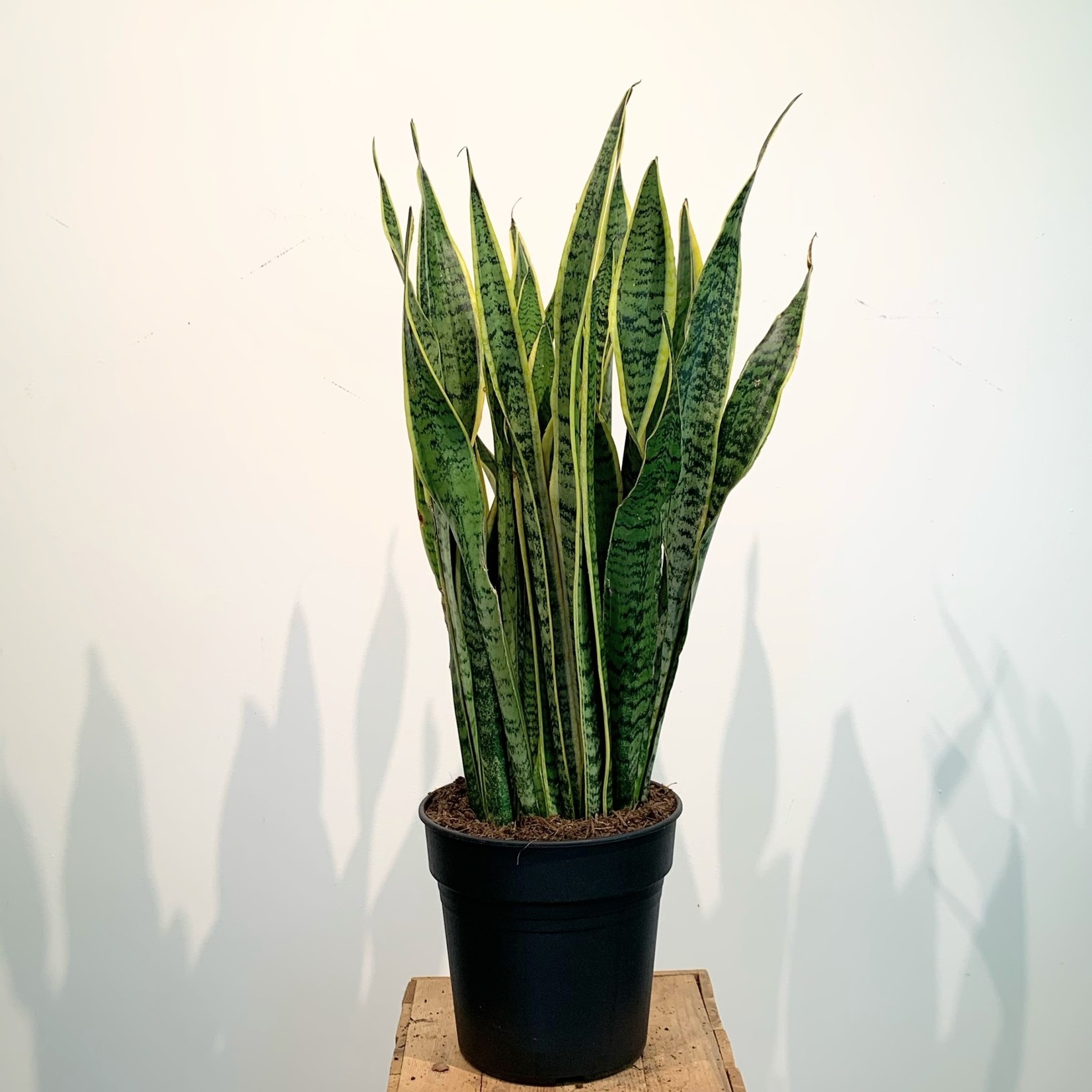 Planten Sansevieria laurentii - Ø24