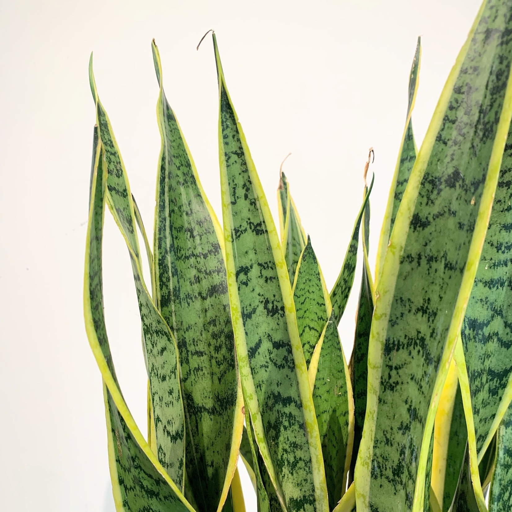 Planten Sansevieria laurentii - Ø24