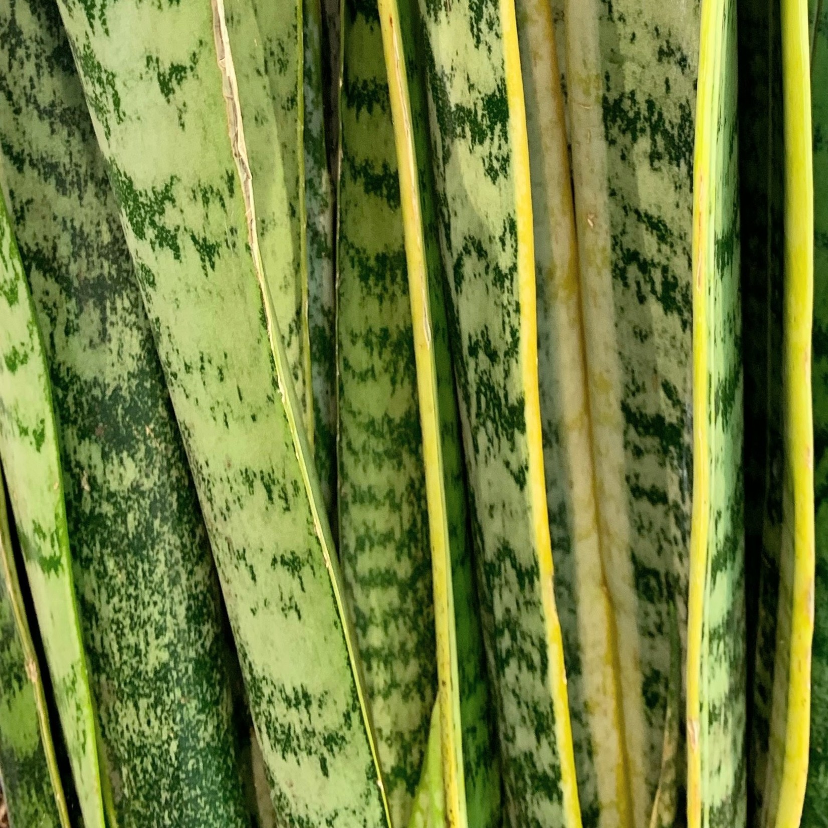 Planten Sansevieria laurentii - Ø24