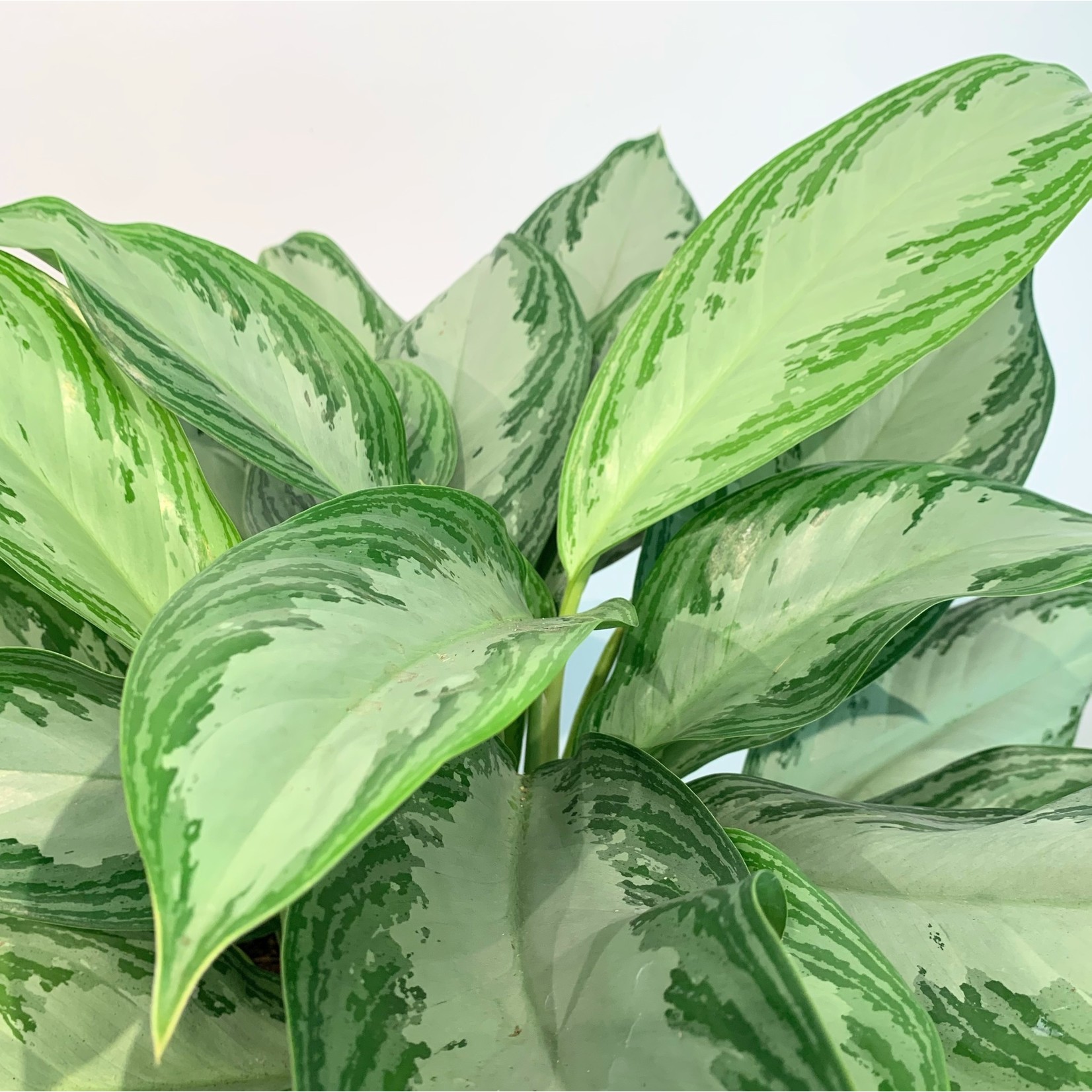 Planten Aglaonema silver bay - Ø24