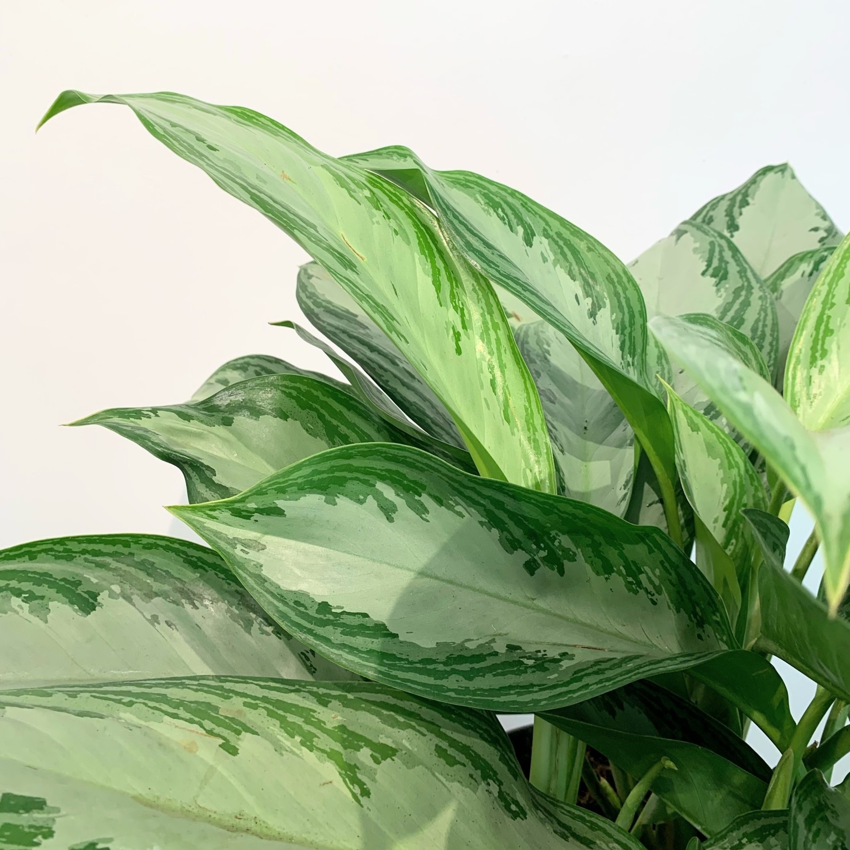 Planten Aglaonema silver bay - Ø24