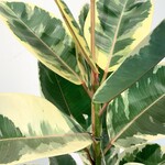 Planten Ficus elastica tineke - Ø21 - Hoogte 90 cm