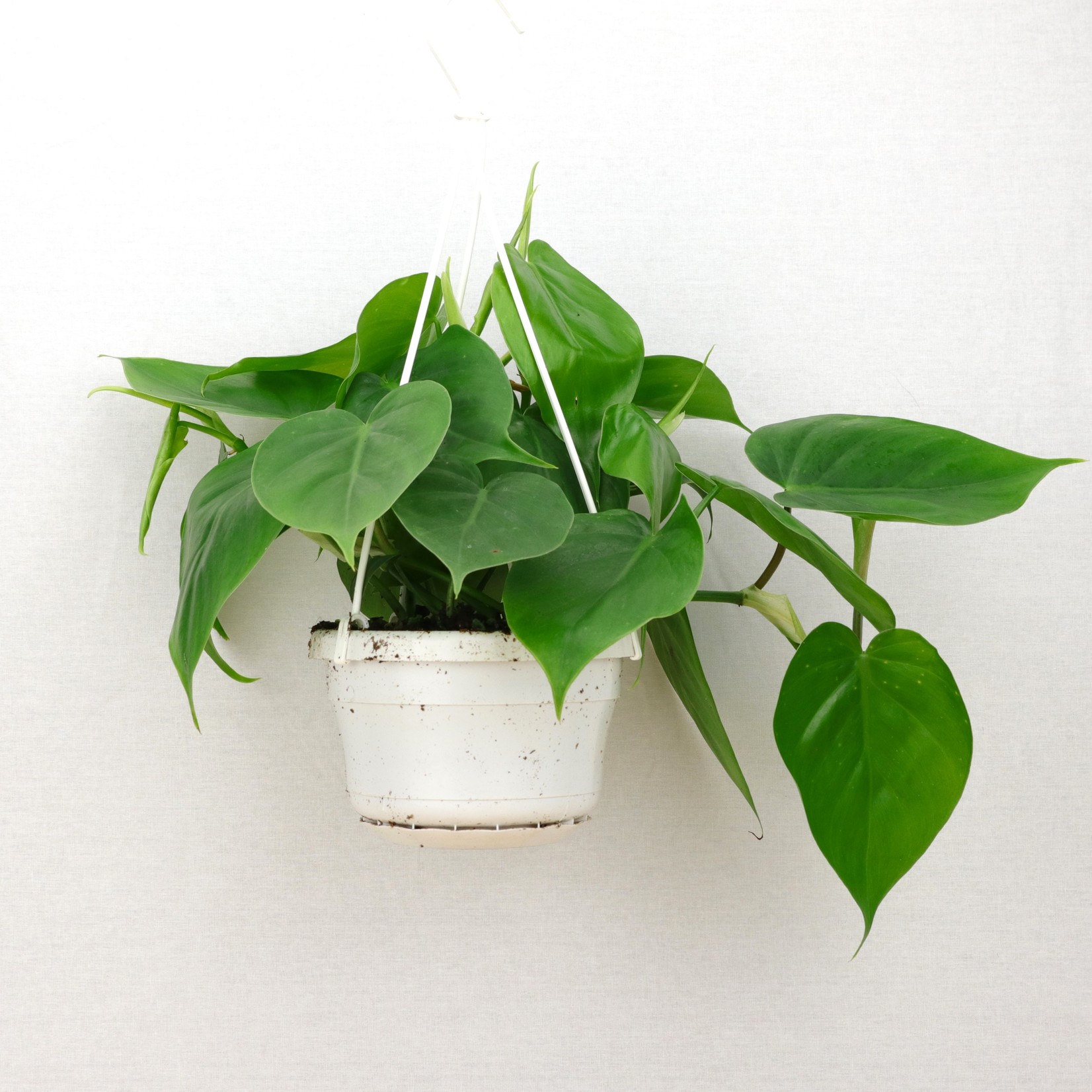 Planten Philodendron scandens - Ø15