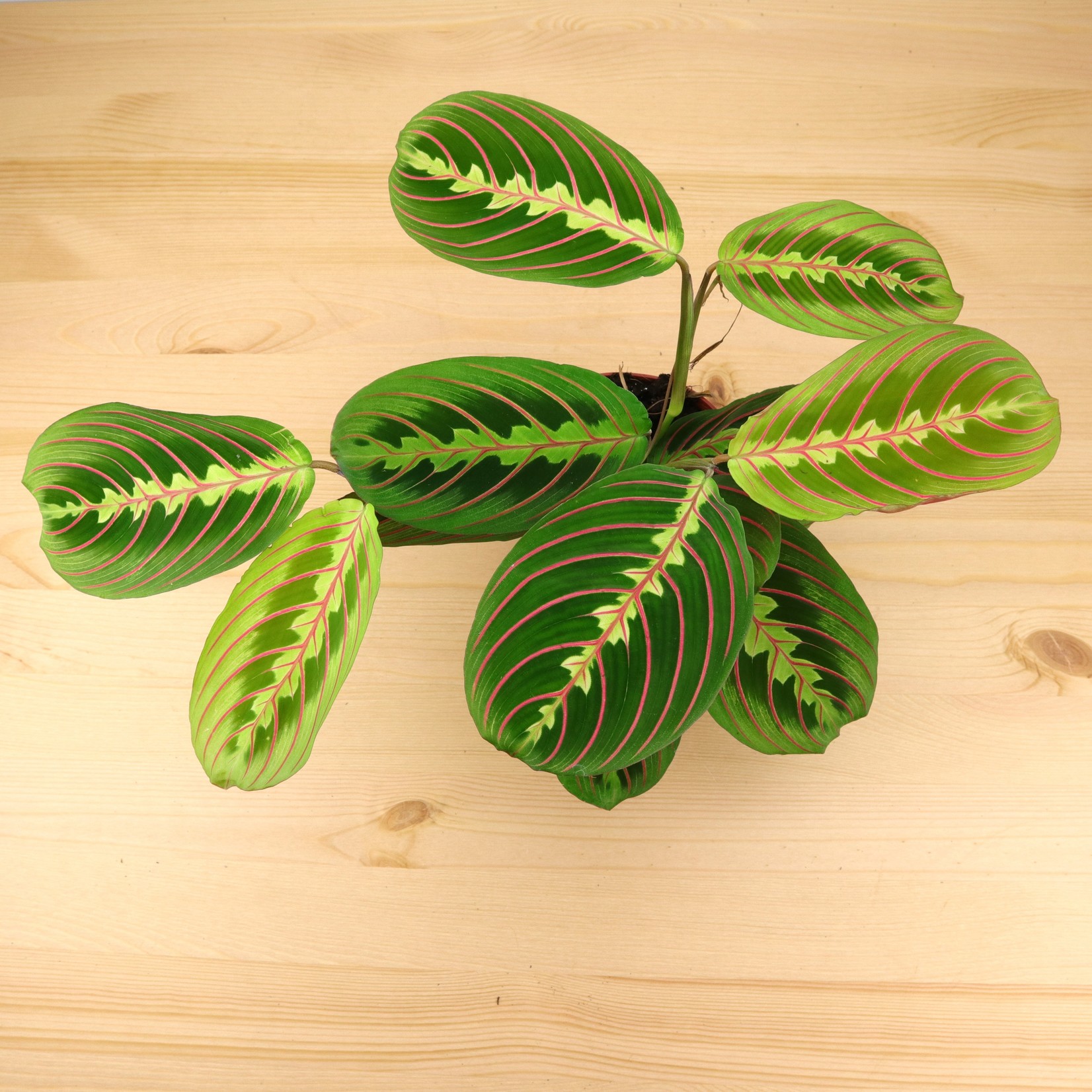 Planten Maranta leuconeura fascinator - Ø12