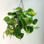 Planten Philodendron scandens brasil - Ø15