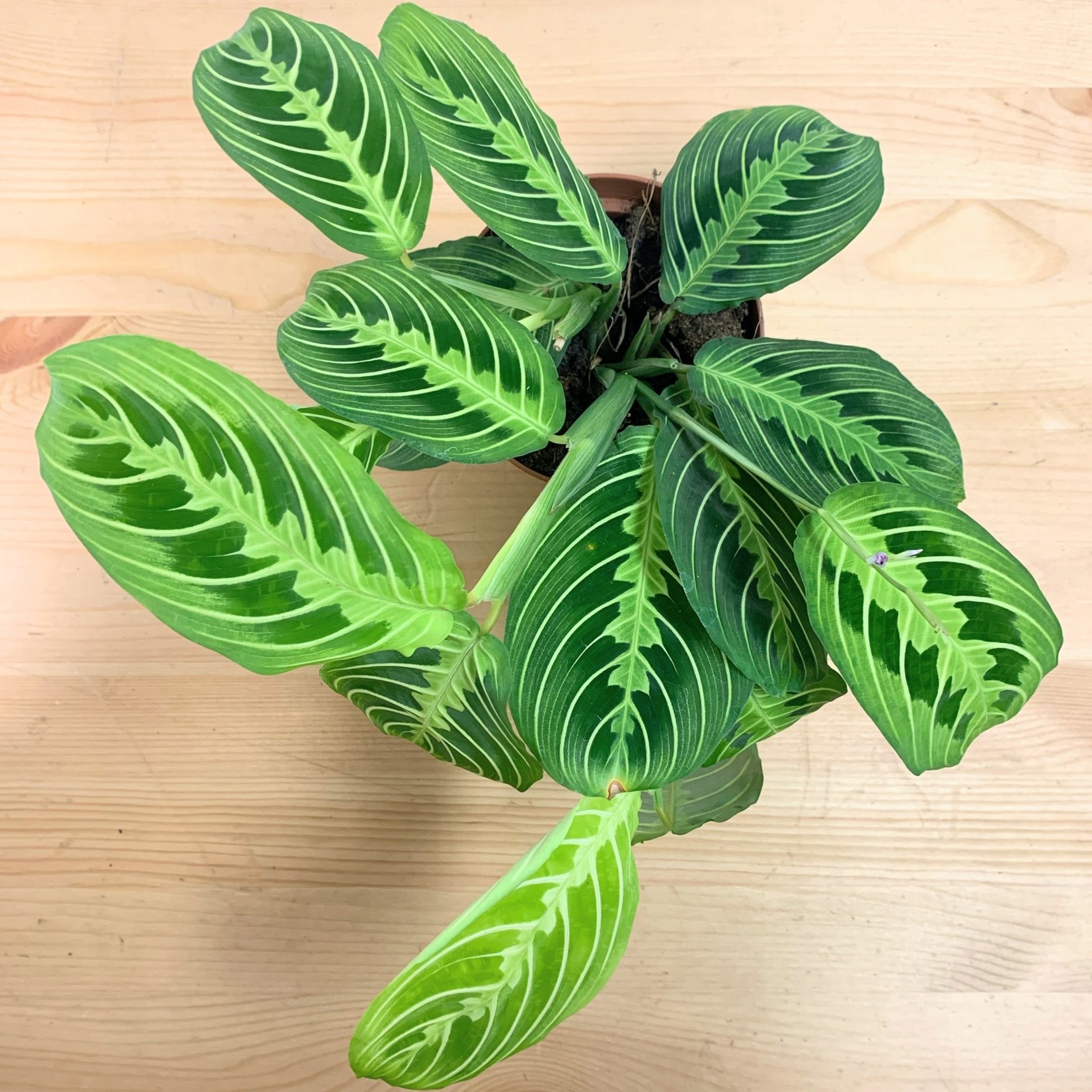 Planten Maranta leuconeura lemon lime - Ø12