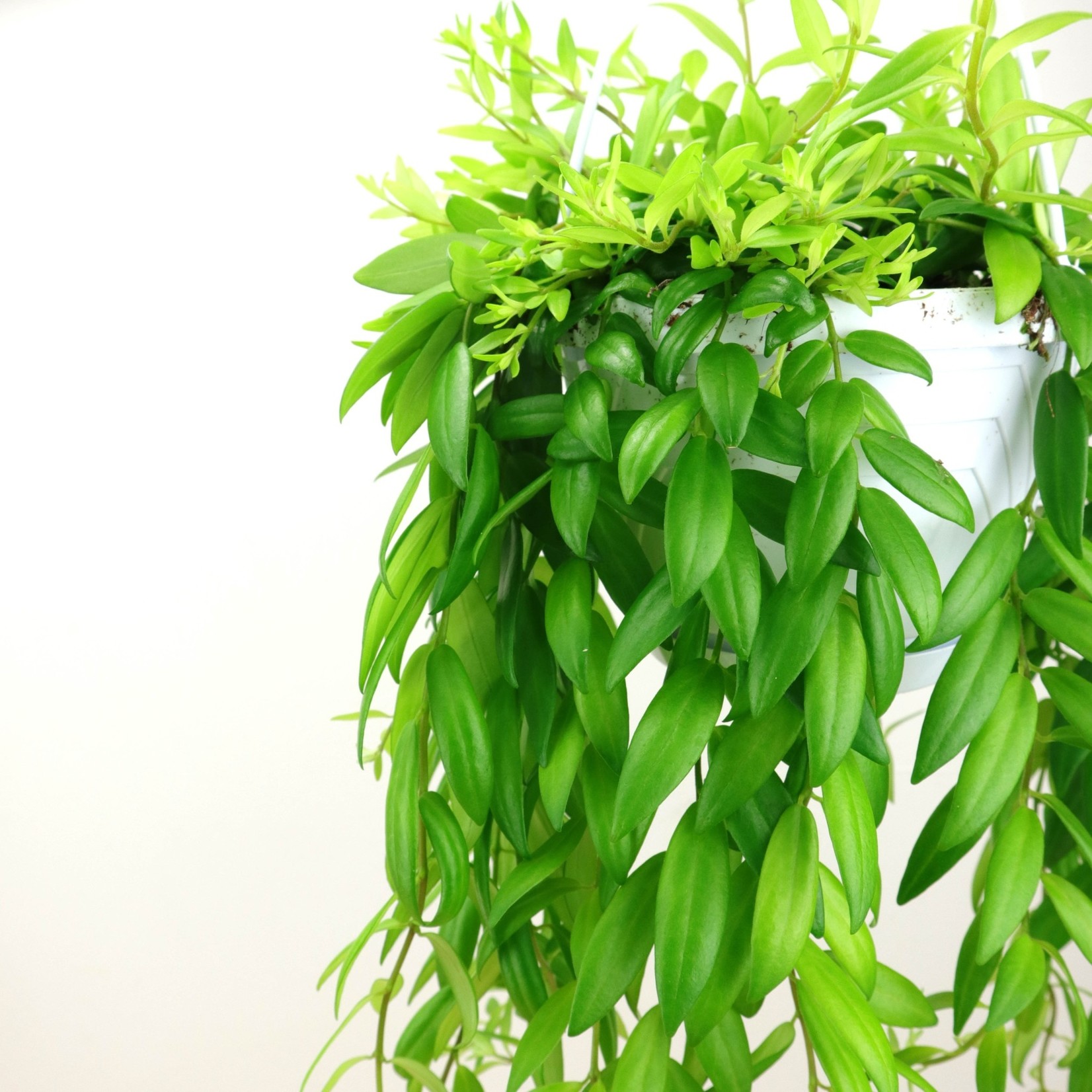 Planten Aeschynanthus japhrolepis - Ø14