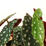 Planten Begonia maculata - Ø12