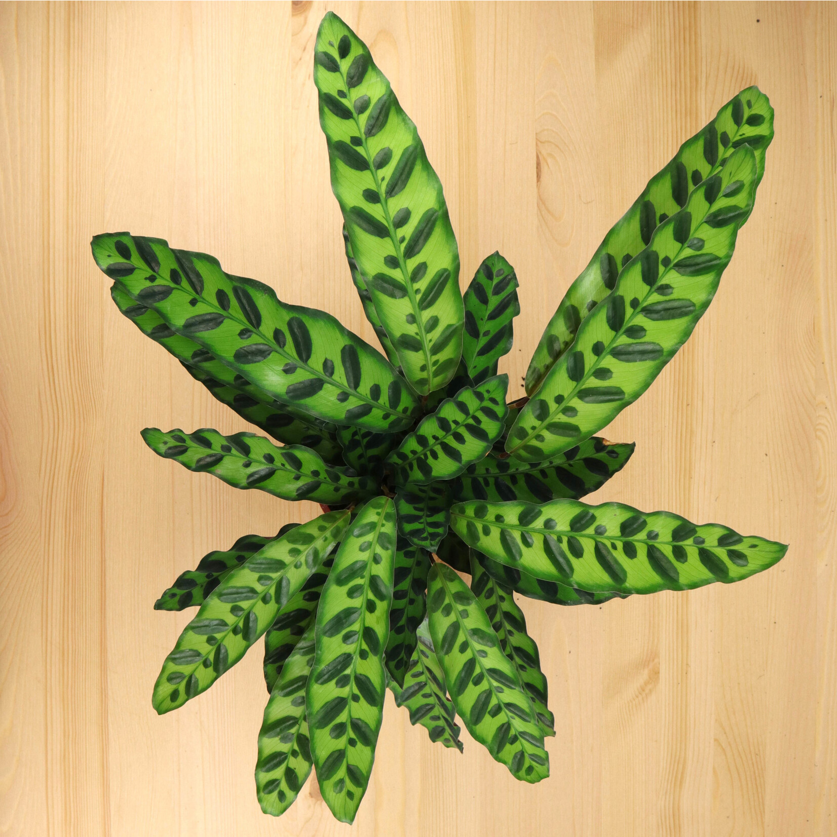 Planten Calathea lancifolia - Ø14