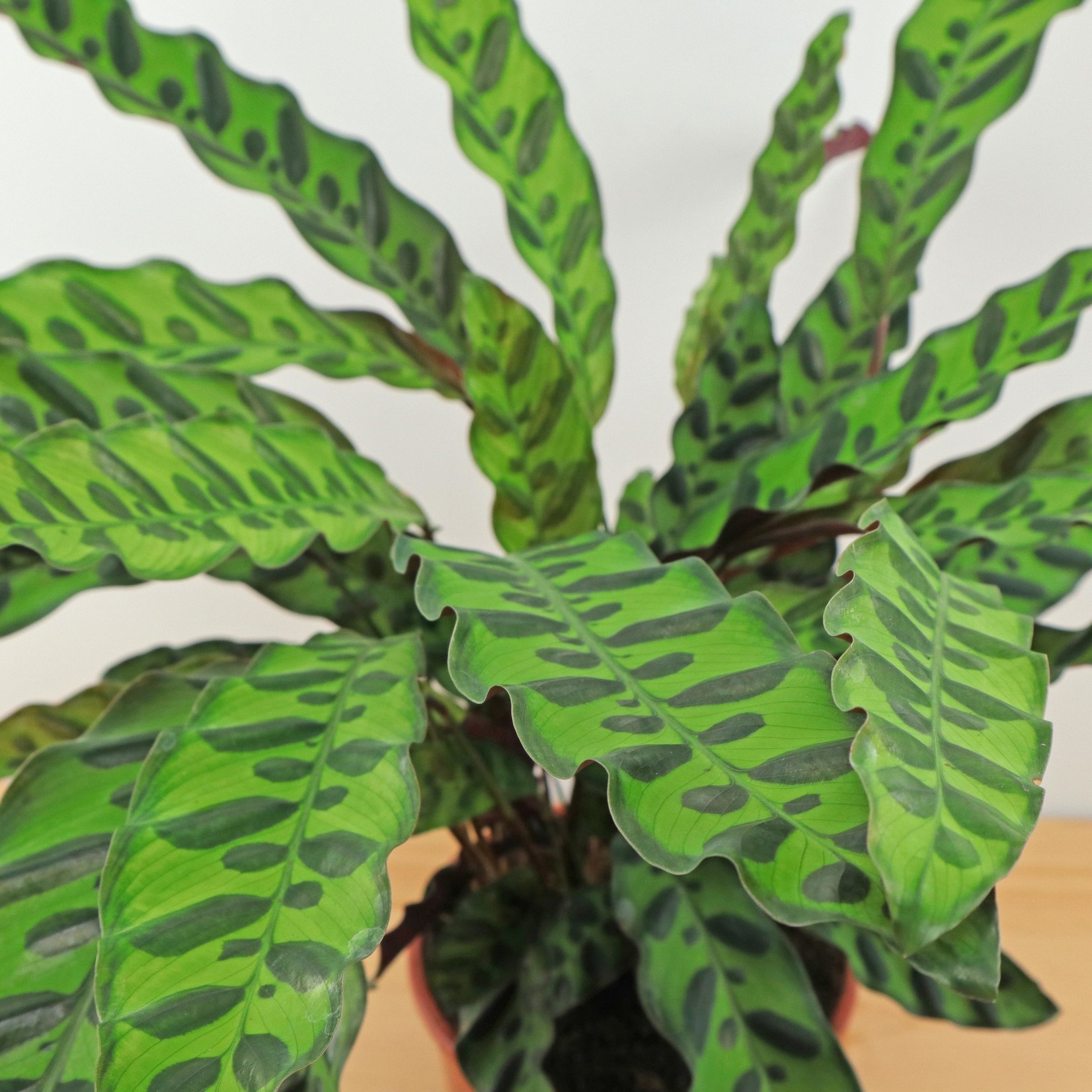 Planten Calathea lancifolia - Ø19
