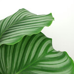 Planten Calathea orbifolia - Ø19 - Hoogte 70 cm