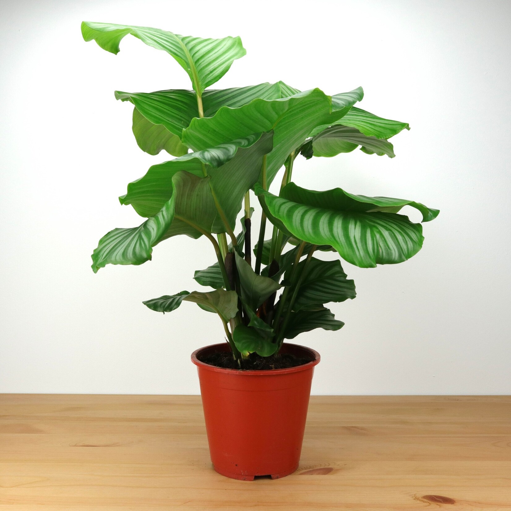 Planten Calathea orbifolia - Ø19