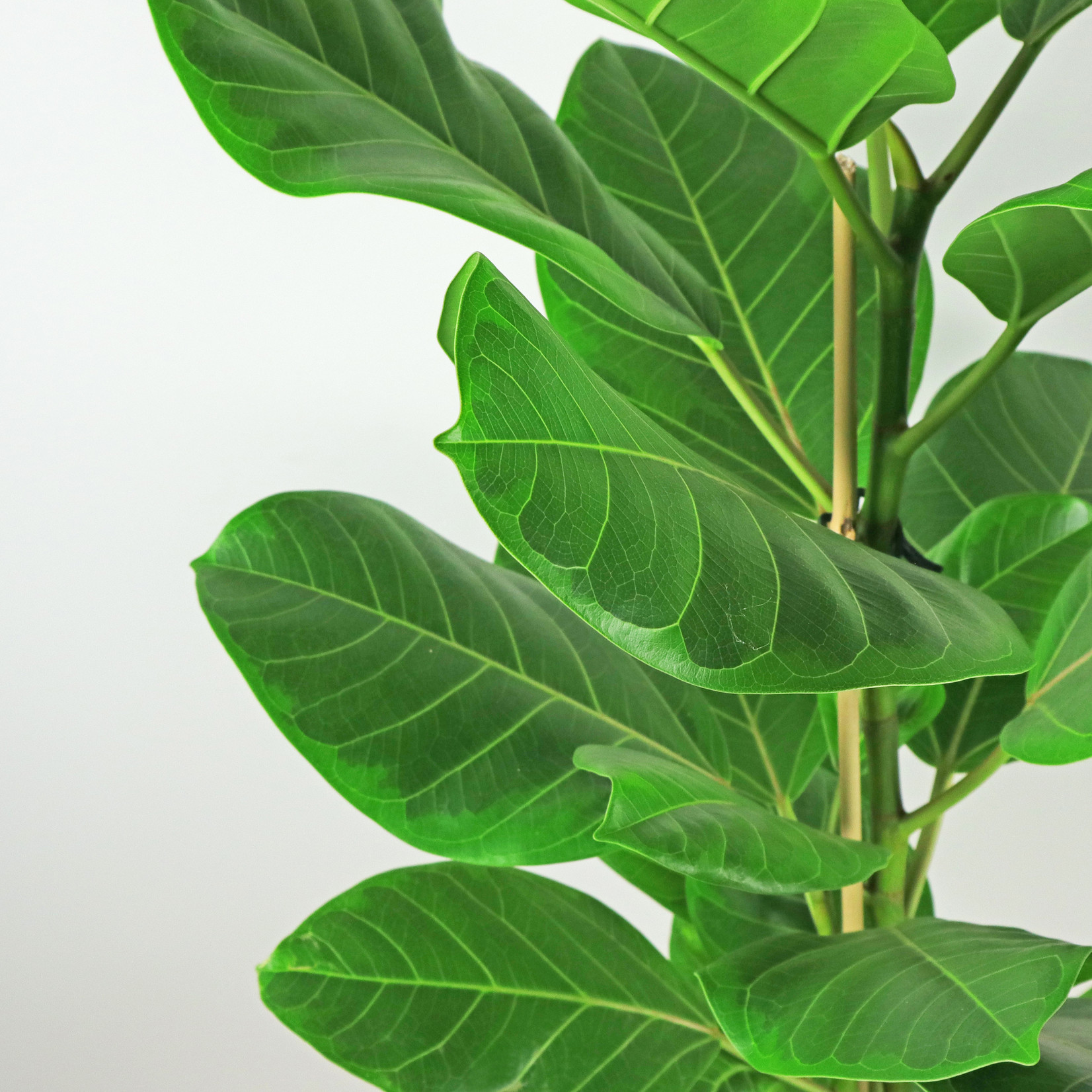 Planten Ficus benghalensis altissima - Ø21