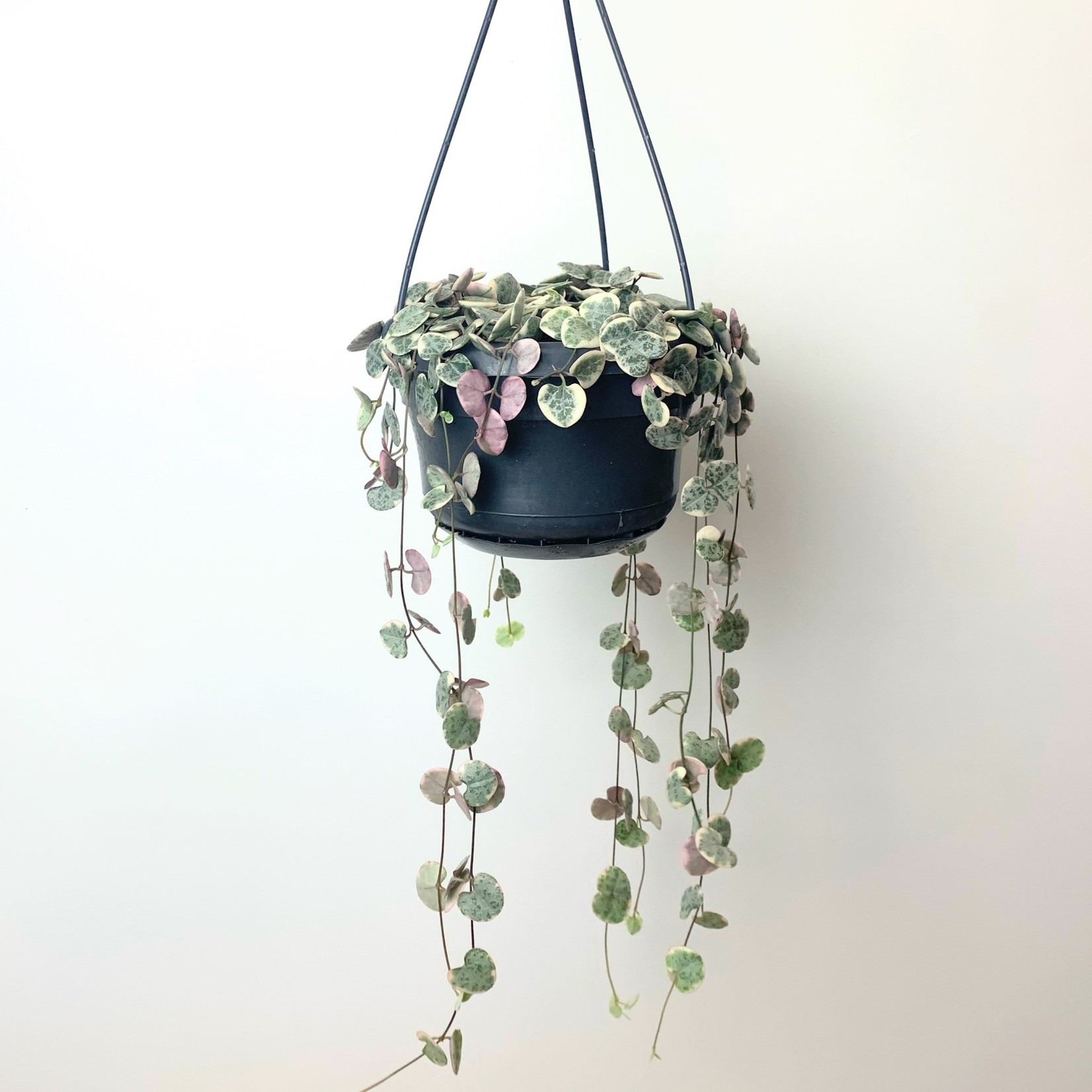 Planten Ceropegia woodii variegata - Ø15