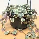 Planten Ceropegia woodii variegata - Ø15