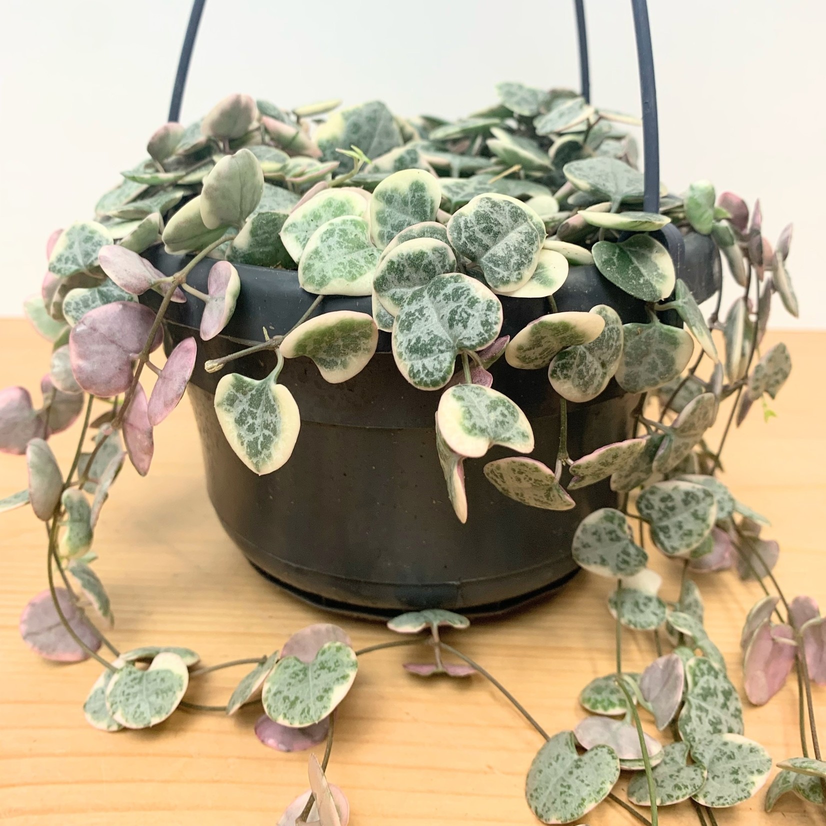 Planten Ceropegia woodii variegata - Ø15