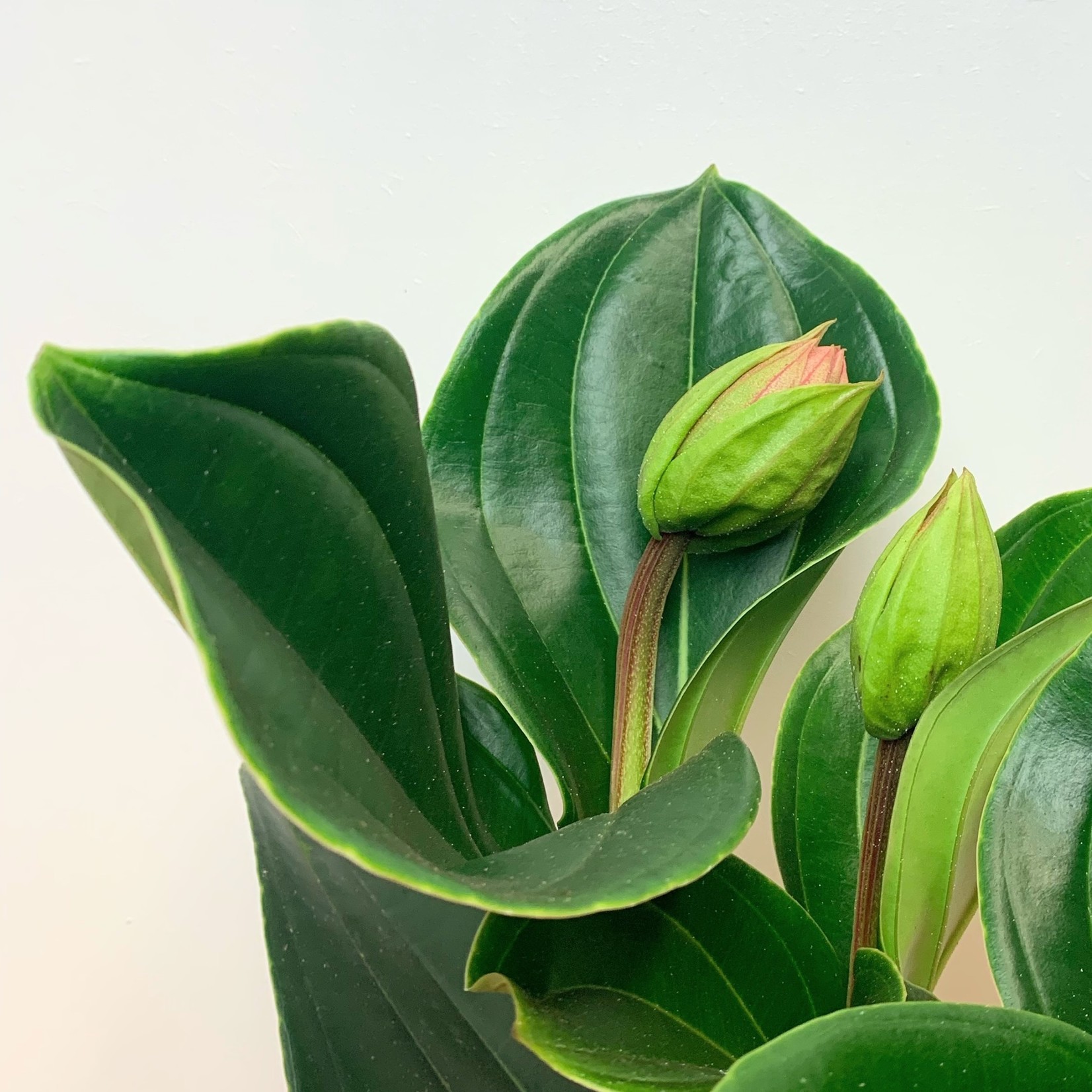 Planten Medinilla piccolini - Ø14