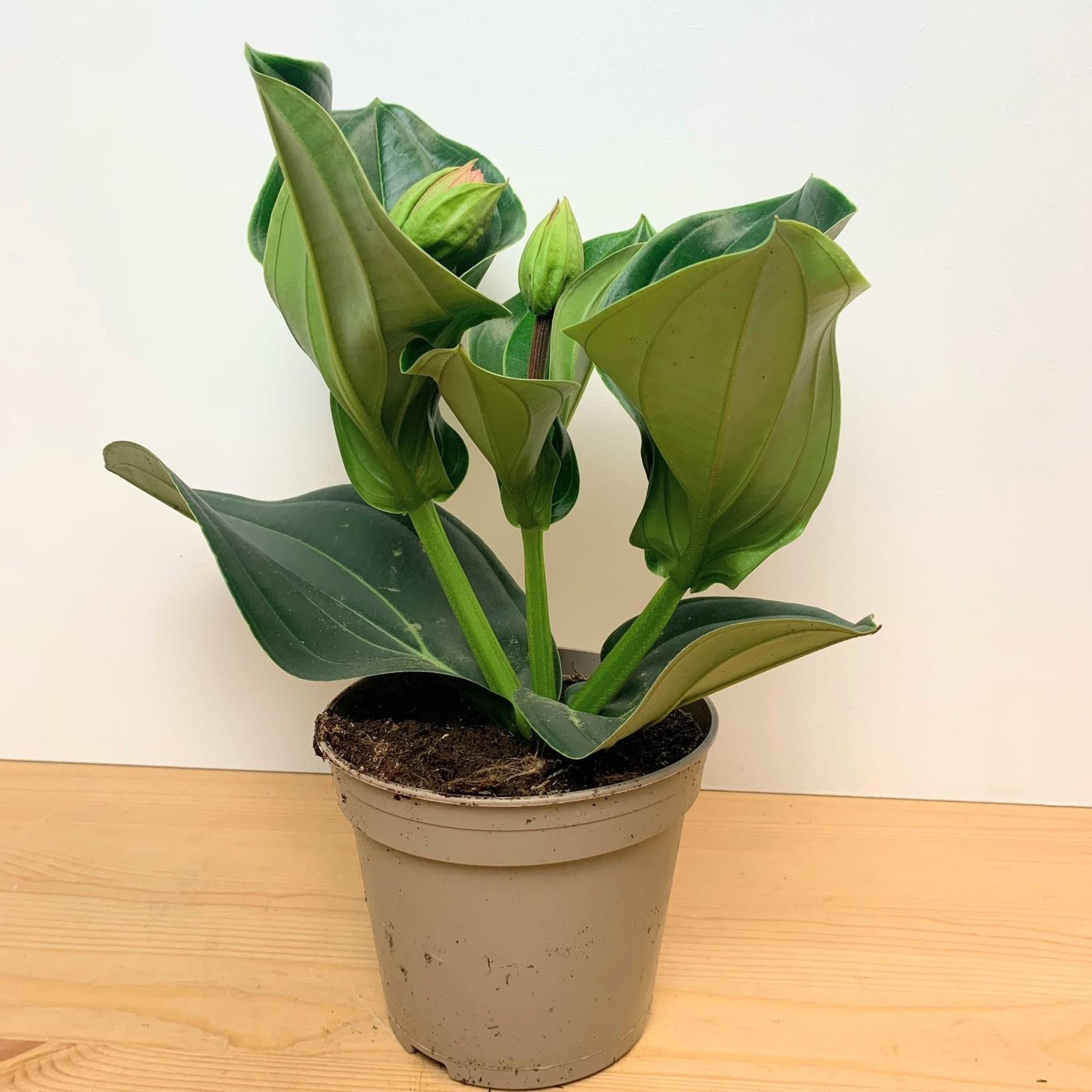 Planten Medinilla piccolini - Ø14