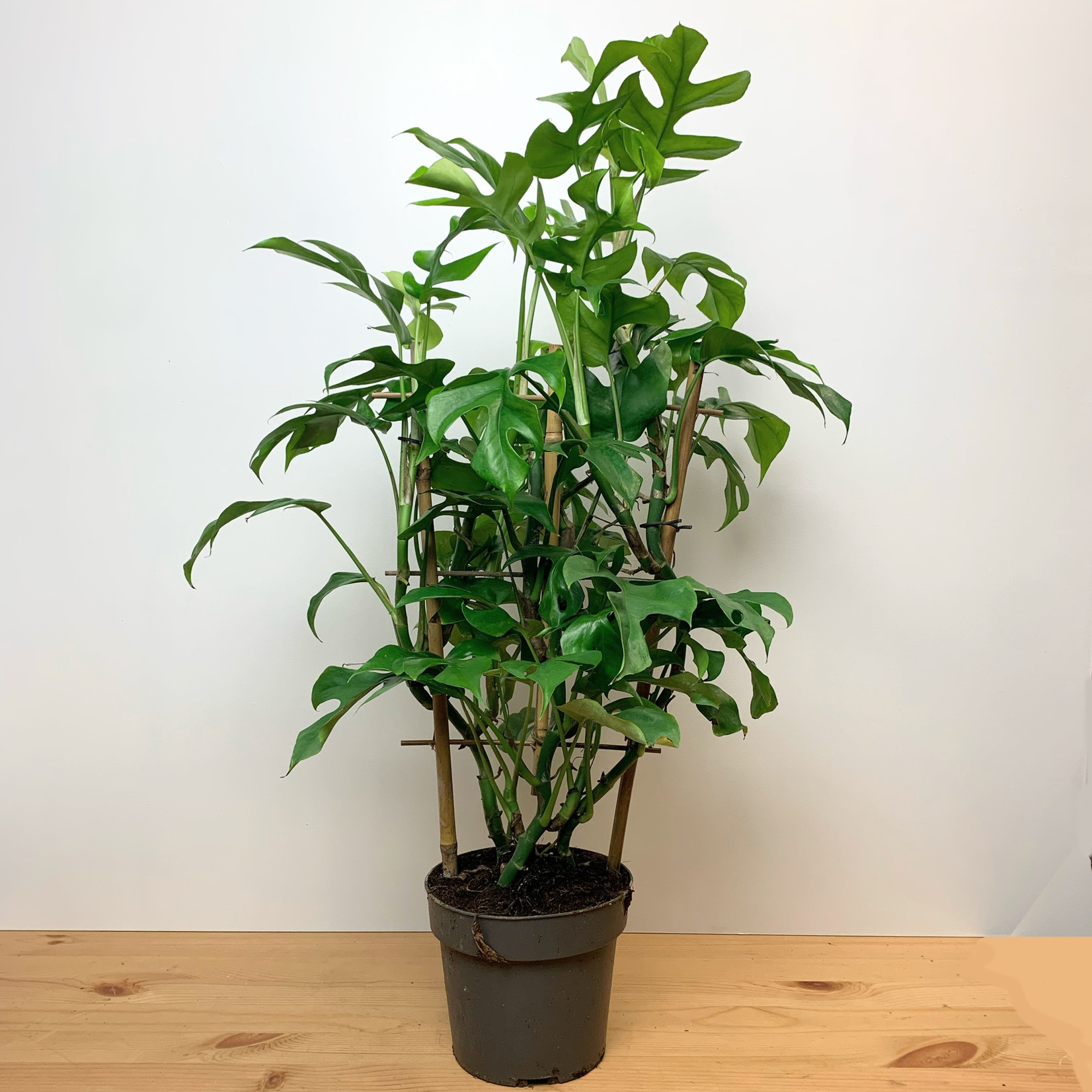 Planten Rhaphidophora tetrasperma met rek - Ø17