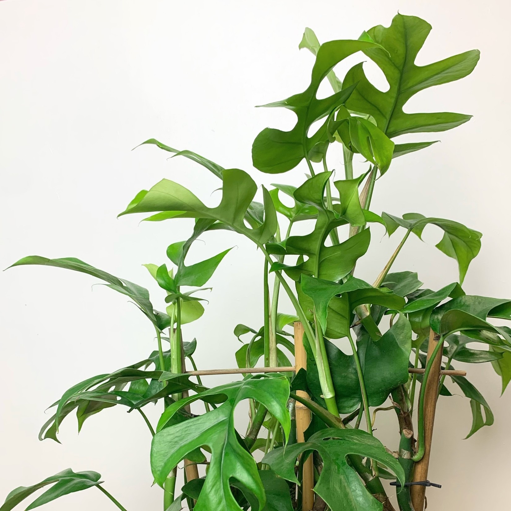 Planten Rhaphidophora tetrasperma met rek - Ø17