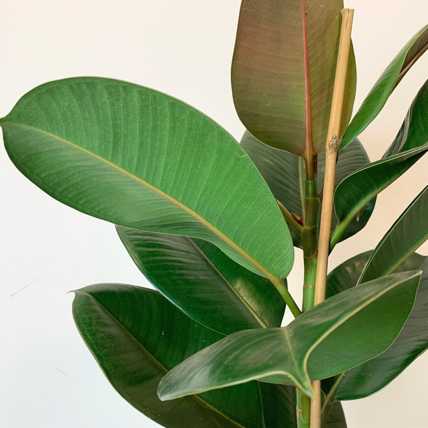 Planten Ficus elastica robusta - Ø21