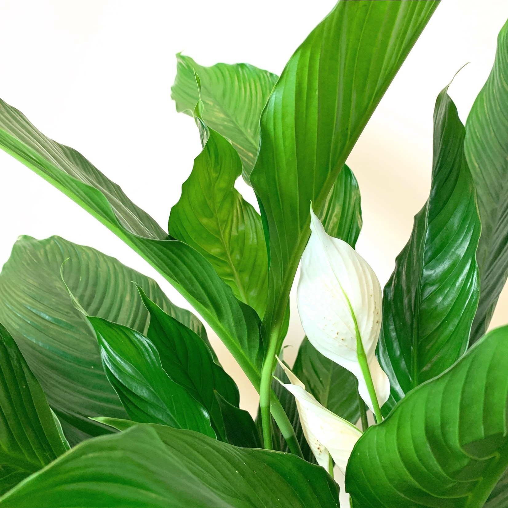 Planten Spathiphyllum sweet sebastiano - Ø24