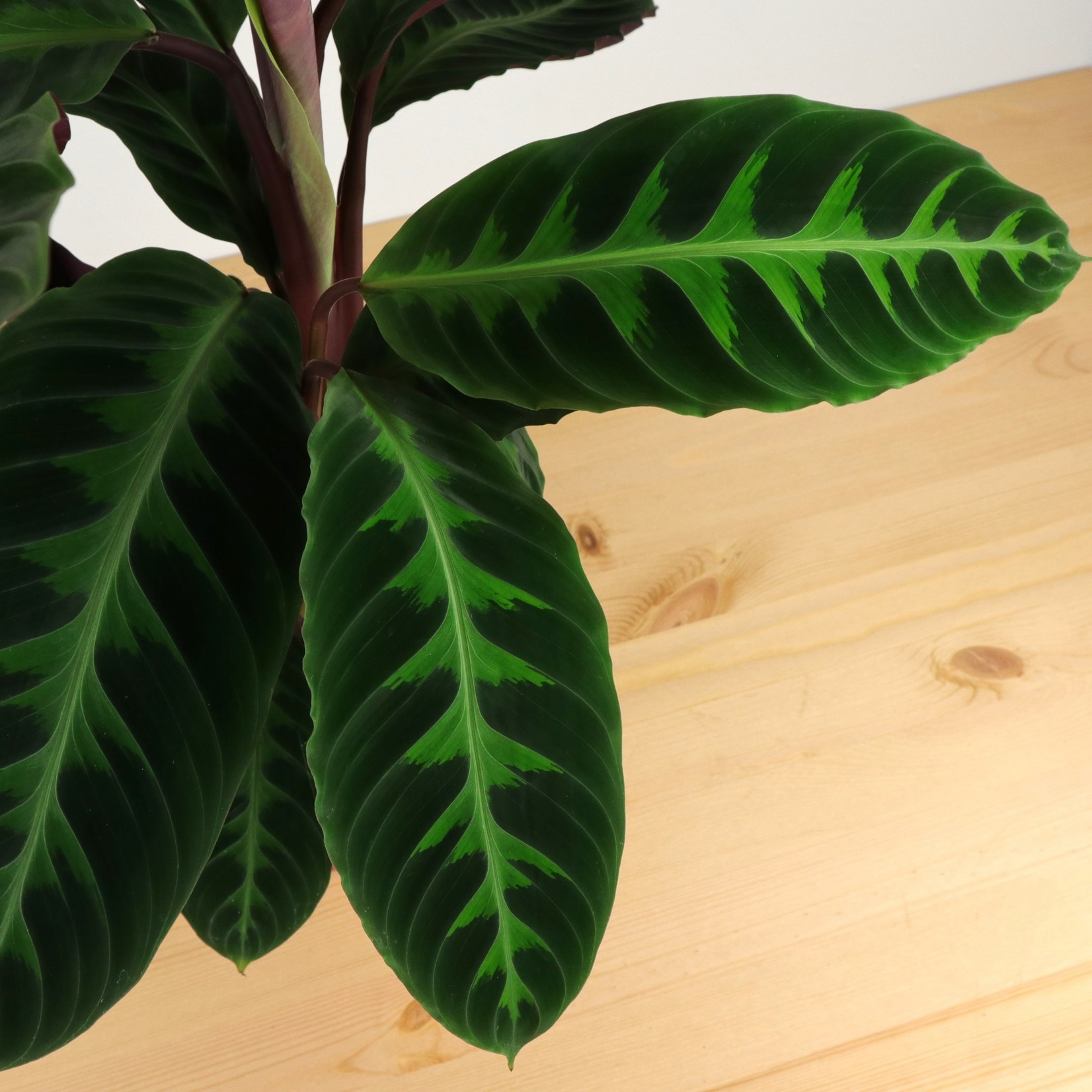 Planten Calathea Warscewiczii - Ø19