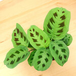 Planten Maranta leuconeura kerchoveana - Ø12