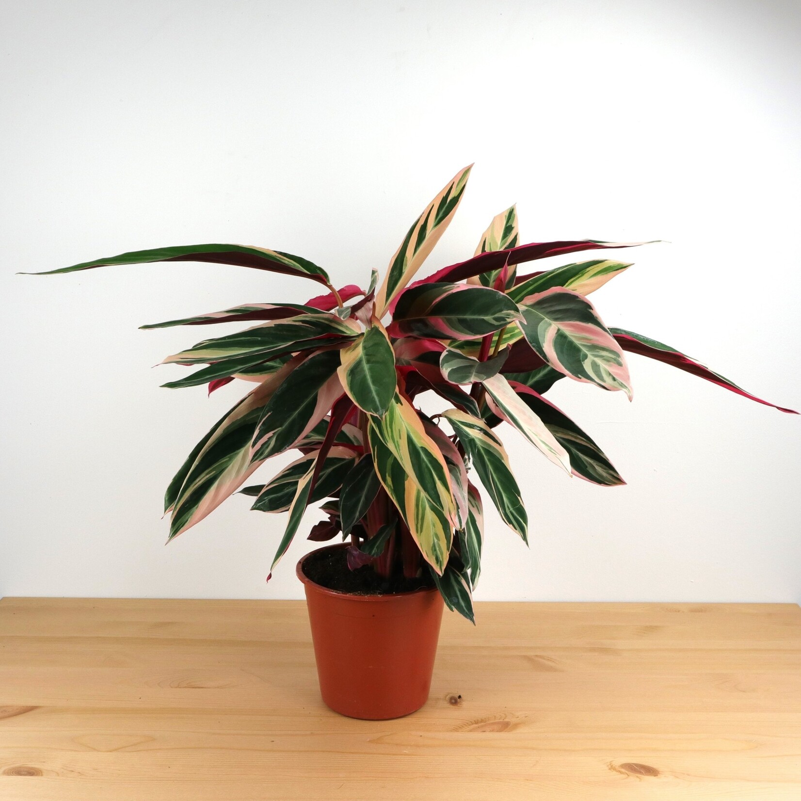 Planten Stromanthe triostar  - Ø19