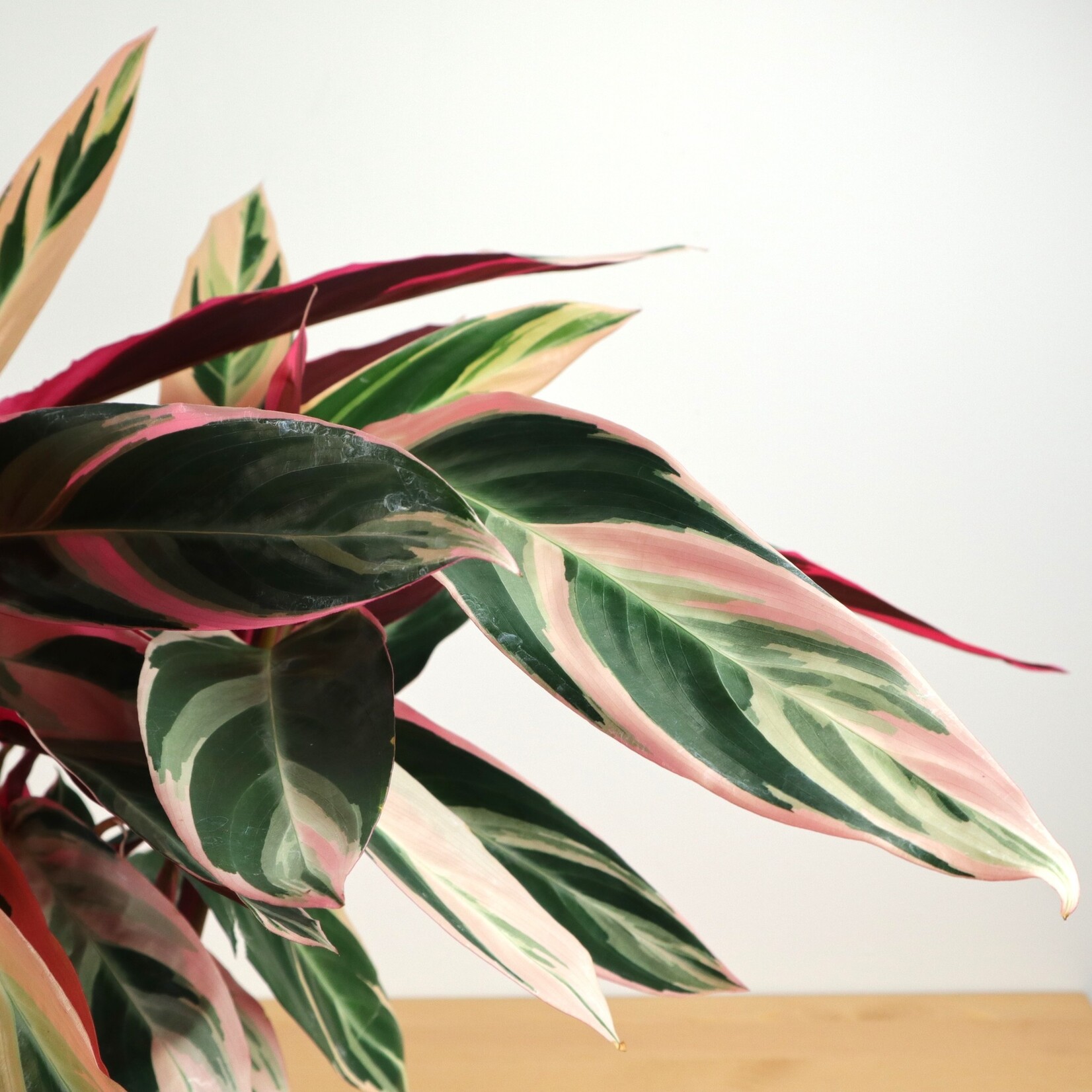 Planten Stromanthe triostar  - Ø19