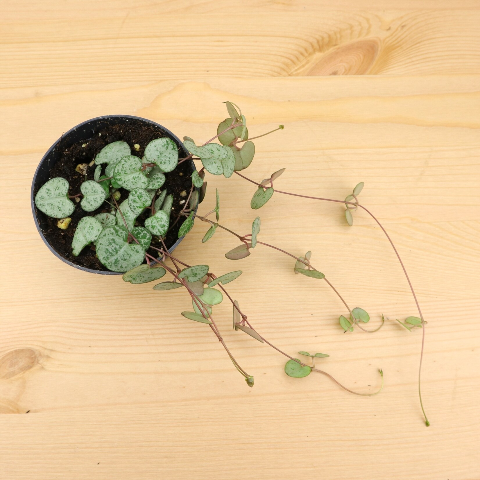 Planten Ceropegia woodii - Ø09