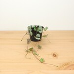 Planten Ceropegia woodii - Ø09