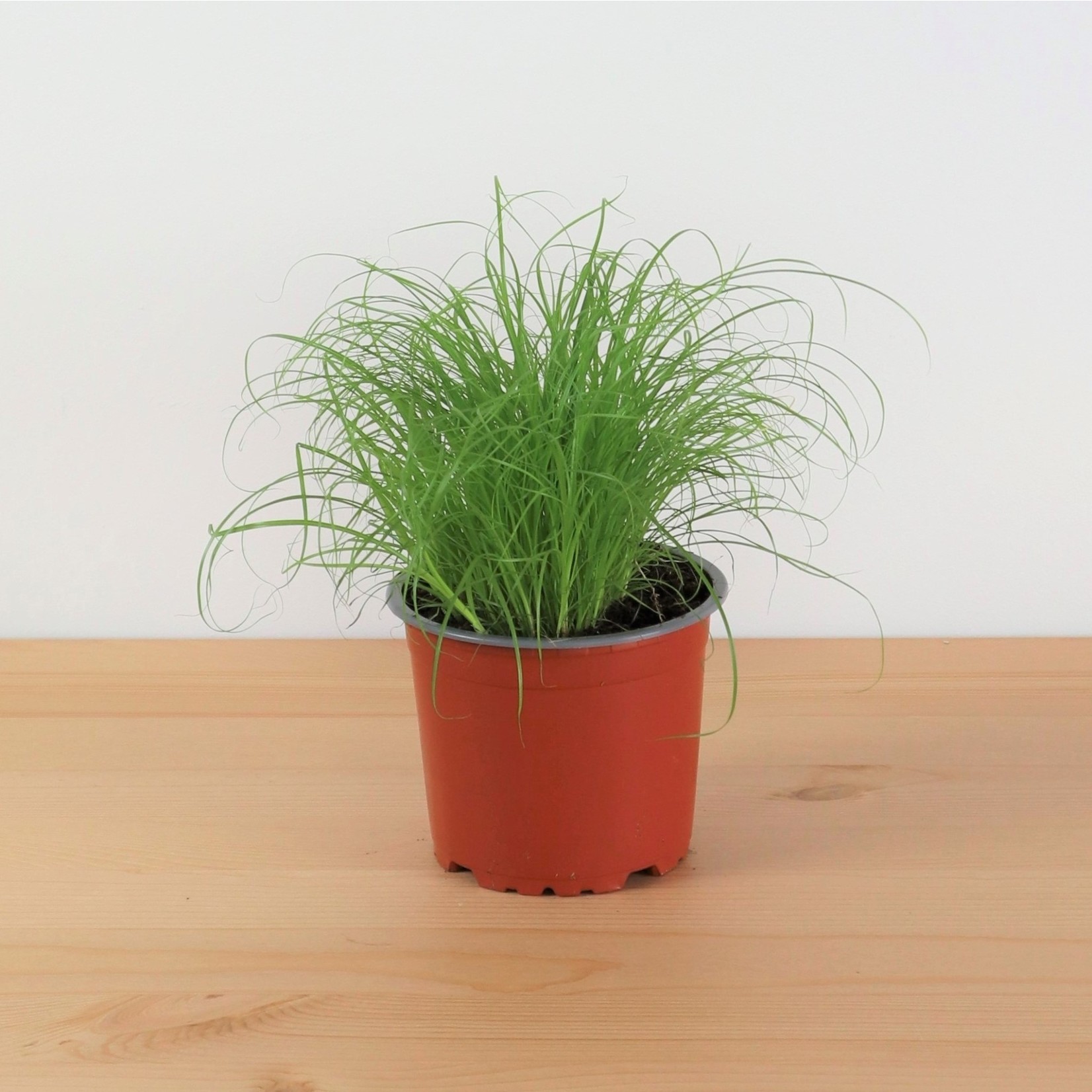 Planten Cyperus alternifolius zumula 'kattengras' - Ø12