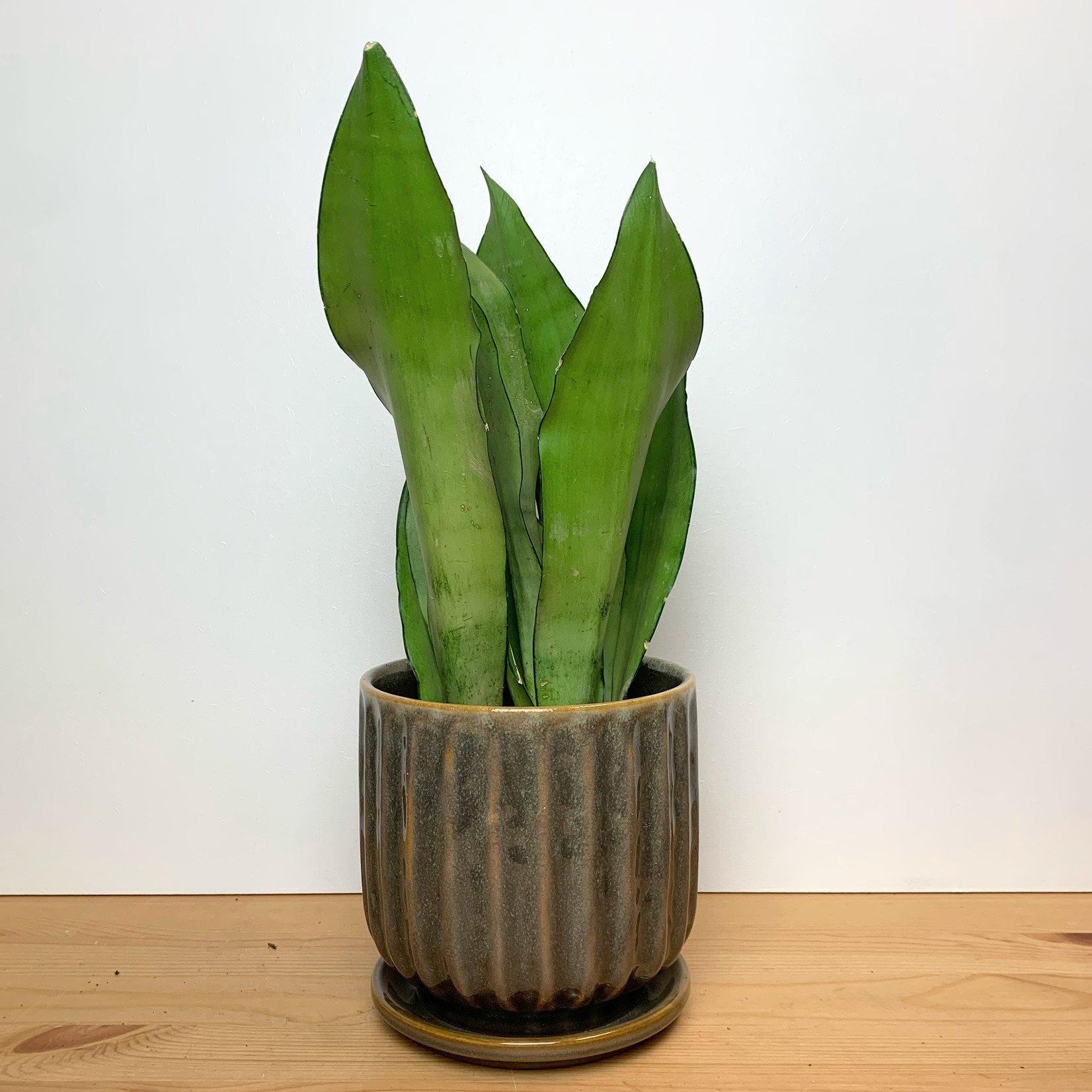 Bloomingville Drago pot met schaal - Ø14