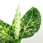 Planten Dieffenbachia reflector - Ø17