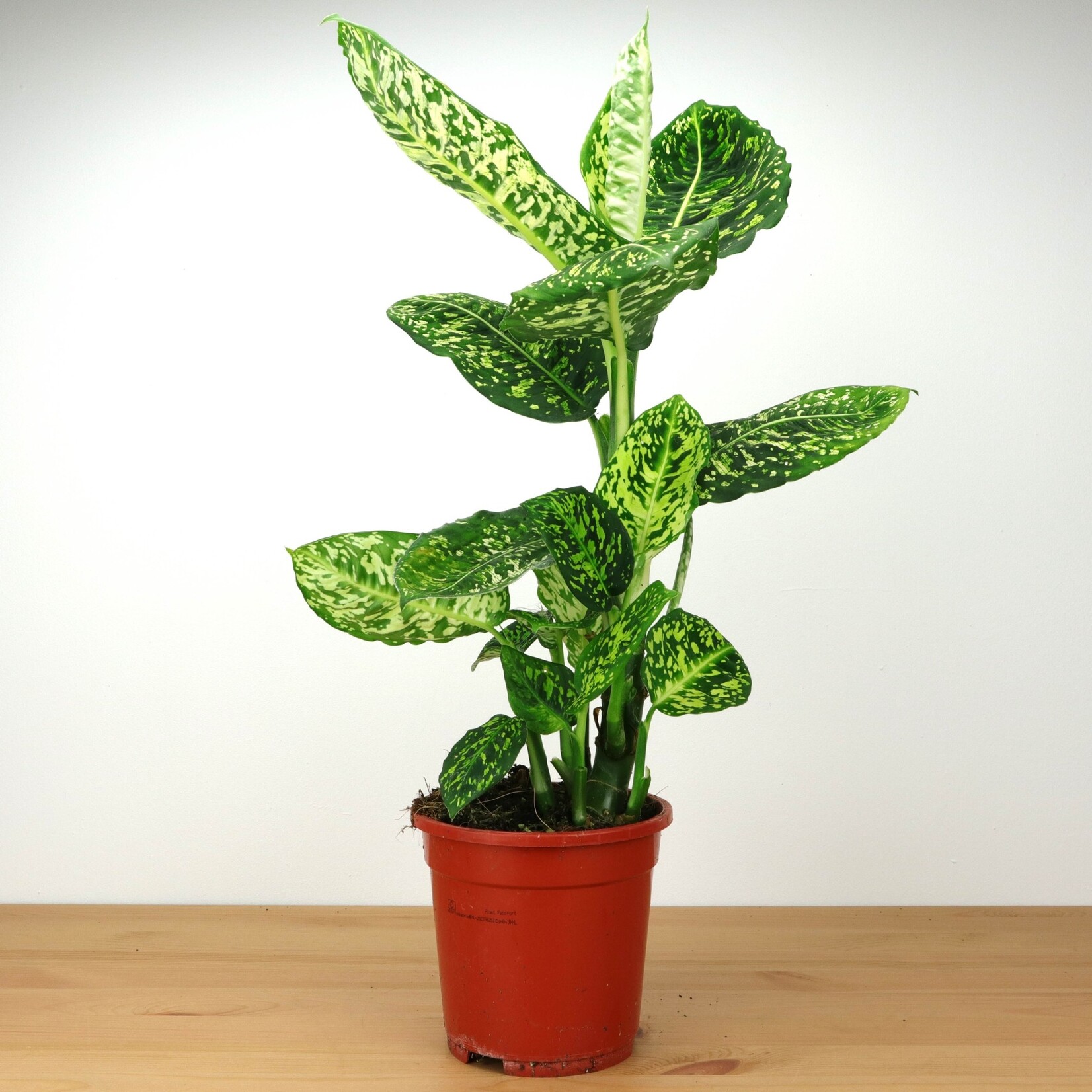 Planten Dieffenbachia reflector - Ø17