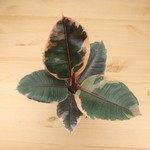 Planten Ficus elastica belize - Ø14