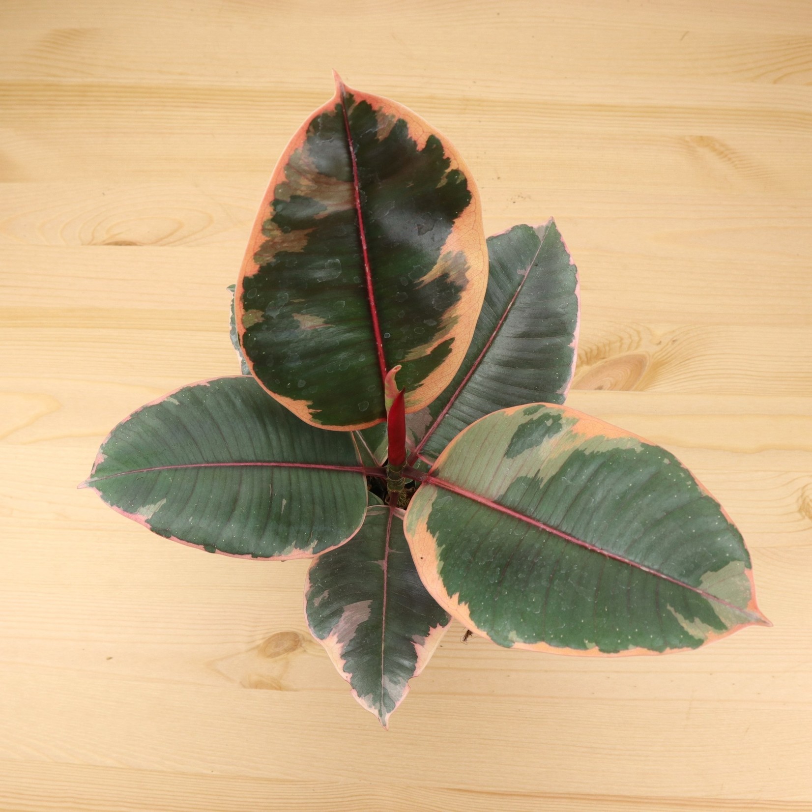 Planten Ficus elastica belize - Ø14