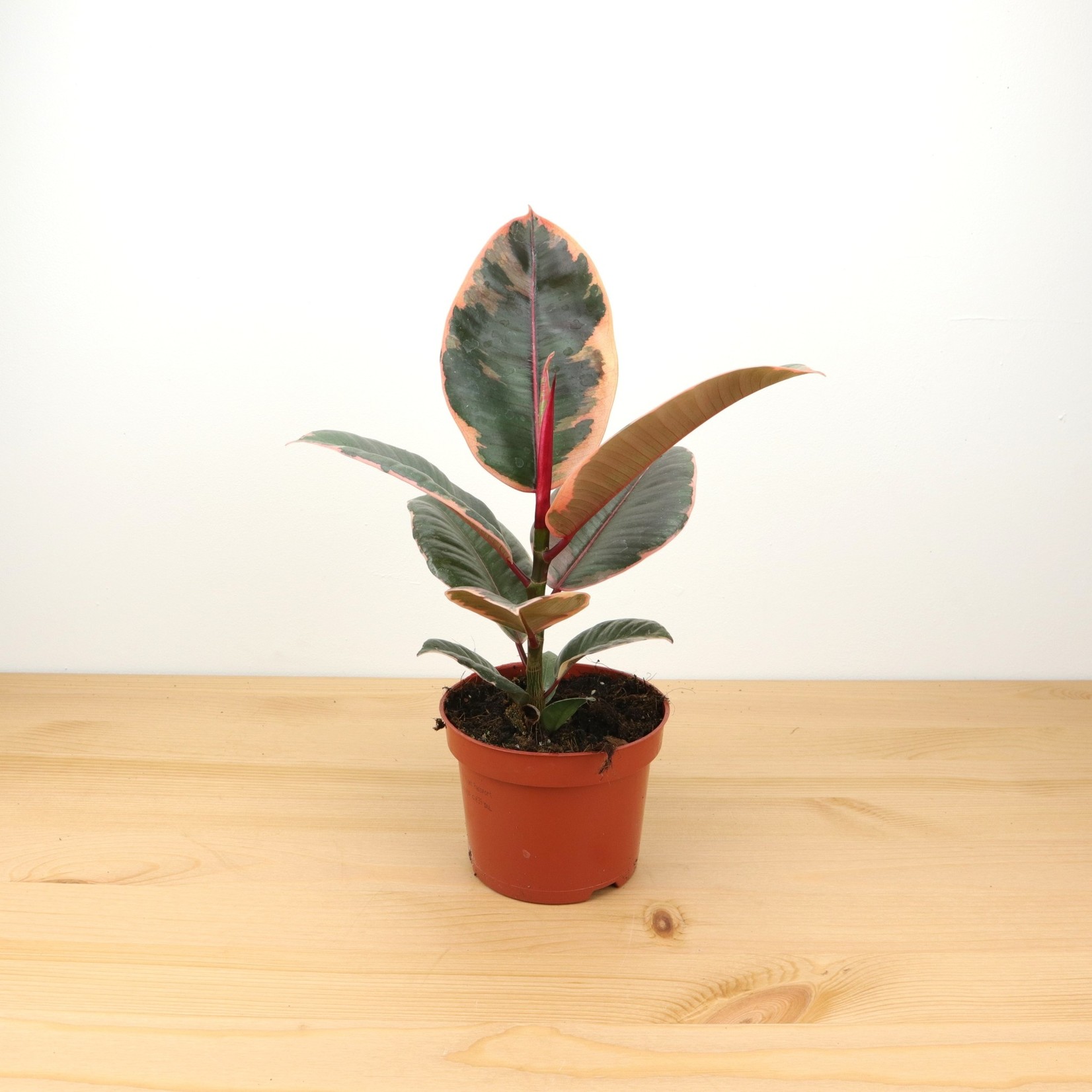 Planten Ficus elastica belize - Ø14